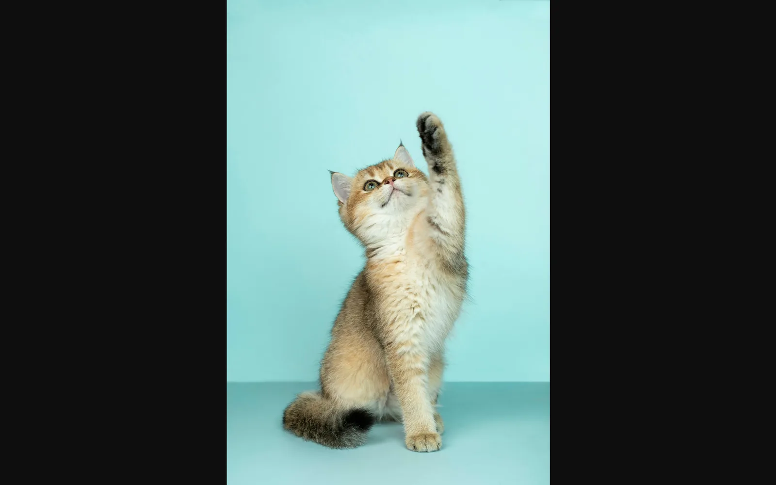 Cat in domestic context